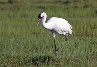 Whooping Crane 2024-02-27
