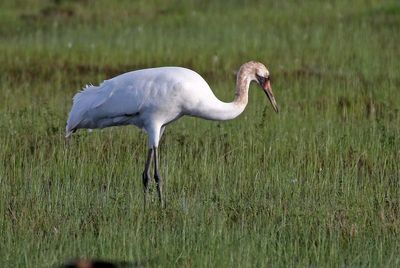 Whooping Crane 2024-02-27