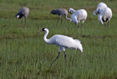 Whooping Crane 2024-02-27