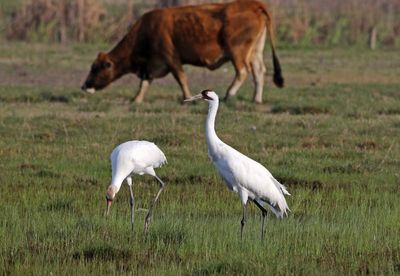Whooping Crane 2024-02-27