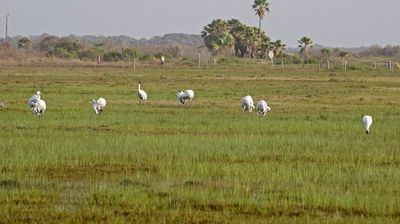Whooping Crane 2024-02-27