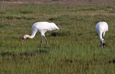 Whooping Crane 2024-02-27