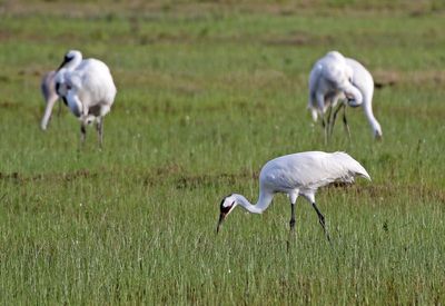 Whooping Crane 2024-02-27