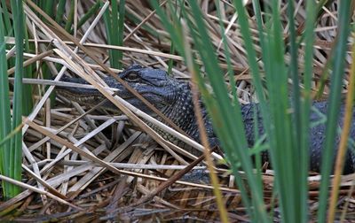 American Alligator 2024-02-28