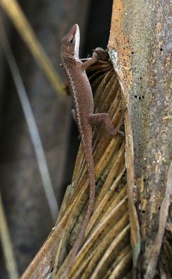 Brown Anole 2024-02-28