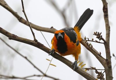 Altamira Oriole 2024-02-28