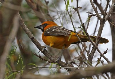 Altamira Oriole 2024-02-28