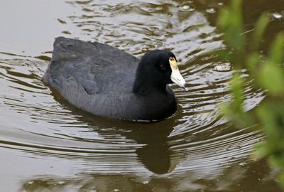 American Coot 2024-02-28