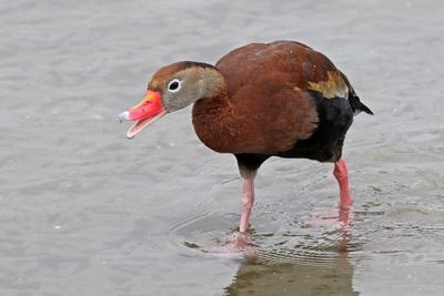 Black-bellied Whistling-Duck 2024-02-28