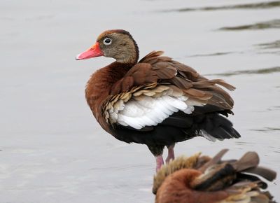 Black-bellied Whistling-Duck 2024-02-28