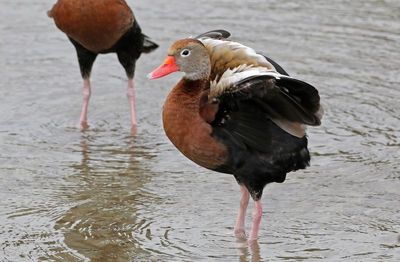 Black-bellied Whistling-Duck 2024-02-28