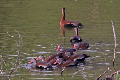 Black-bellied Whistling-Duck 2024-02-28