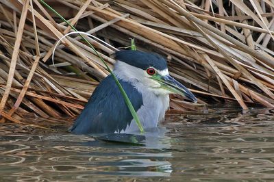 Black-crowned Night-Heron 2024-02-28