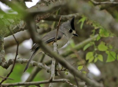 Black-crested Titmouse 2024-02-28