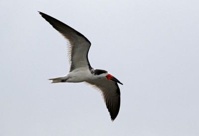 Black Skimmer 2024-02-28