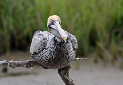 Brown Pelican 2024-02-28