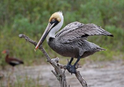 Brown Pelican 2024-02-28