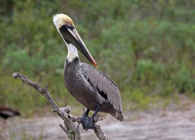 Brown Pelican 2024-02-28