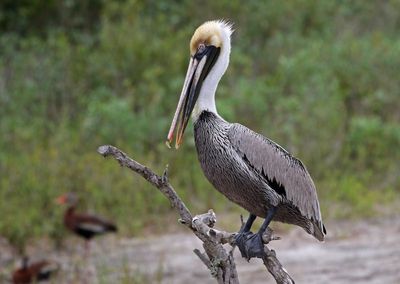 Brown Pelican 2024-02-28