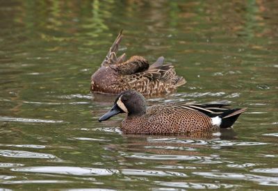 Blue-winged Teal 2024-02-28