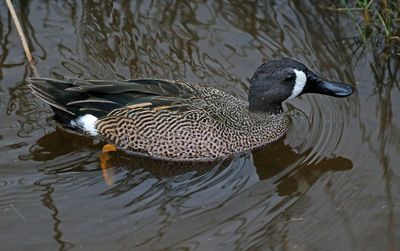 Blue-winged Teal 2024-02-28