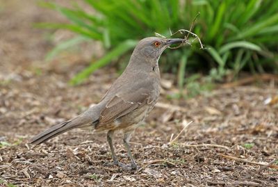 Curve-billed Thrasher 2024-02-28