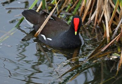 Common Gallinule 2024-02-28