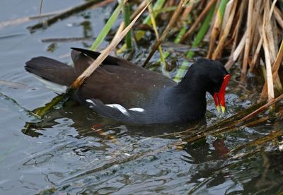 Common Gallinule 2024-02-28