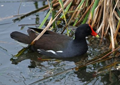 Common Gallinule 2024-02-28