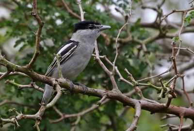 Gray-collared Becard 2024-02-28