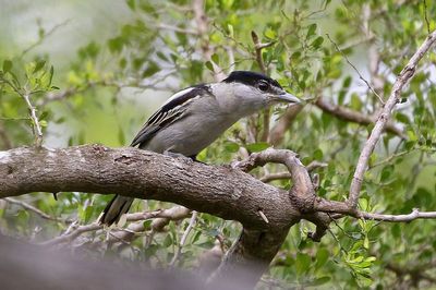 Gray-collared Becard 2024-02-28