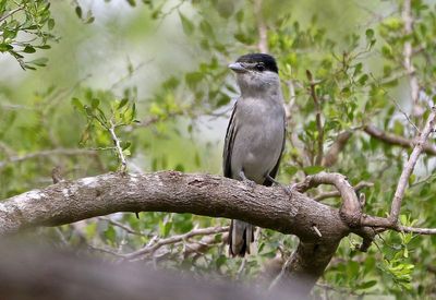 Gray-collared Becard 2024-02-28
