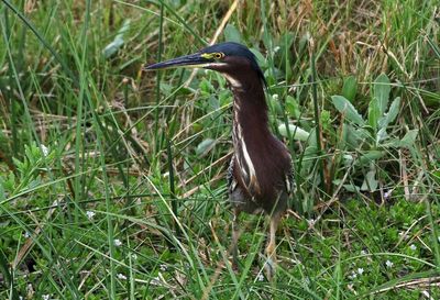 Green Heron 2024-02-28