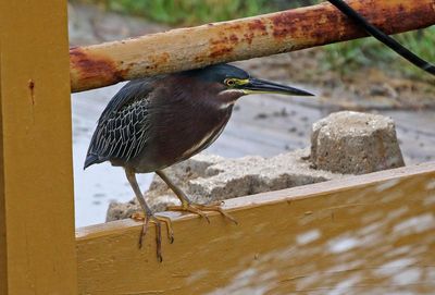 Green Heron 2024-02-28