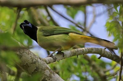 Green Jay 2024-02-28