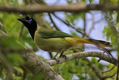 Green Jay 2024-02-28