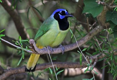 Green Jay 2024-02-28