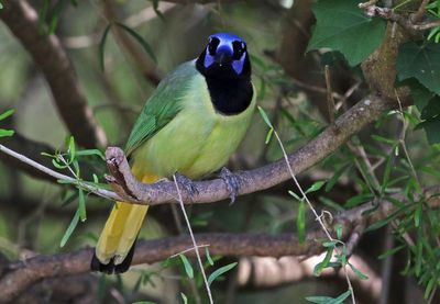 Green Jay 2024-02-28