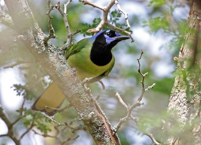 Green Jay 2024-02-28