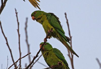 Green Parakeet 2024-02-28