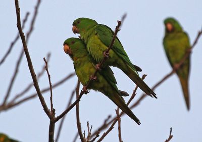 Green Parakeet 2024-02-28