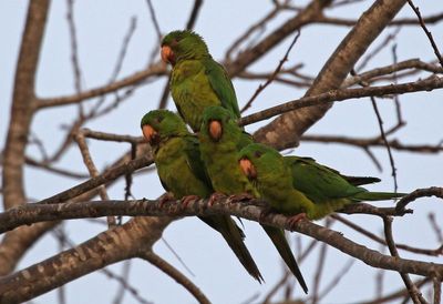 Green Parakeet 2024-02-28