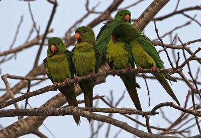 Green Parakeet 2024-02-28