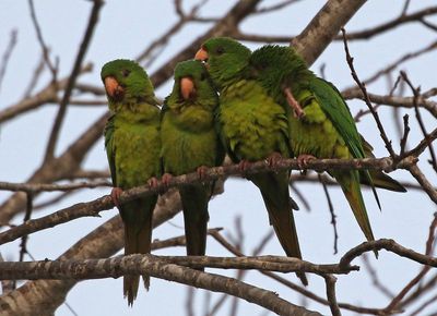Green Parakeet 2024-02-28
