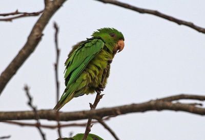Green Parakeet 2024-02-28
