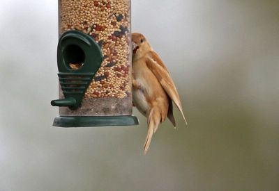 House Sparrow 2024-02-28