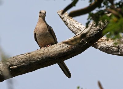 Inca Dove 2024-02-28