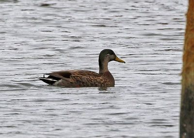 Mallard x Mottled Duck Hybrid 2024-02-28