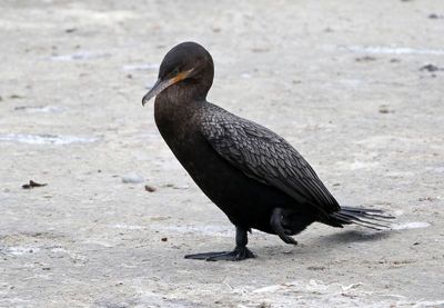 Neotropic Cormorant 2024-02-28