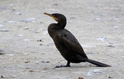 Neotropic Cormorant 2024-02-28